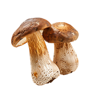 mushroom image