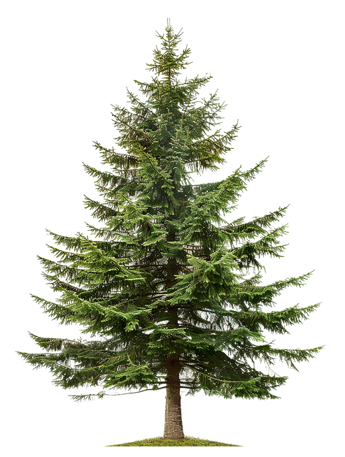 spruce tree image
